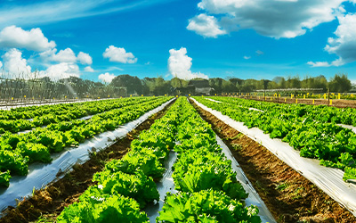 オーガニック農作物(TB用画像)