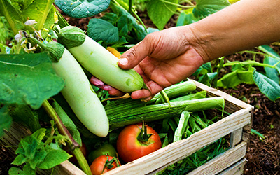 産地直送(TB用画像)