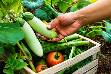 産地直送(SP用画像)